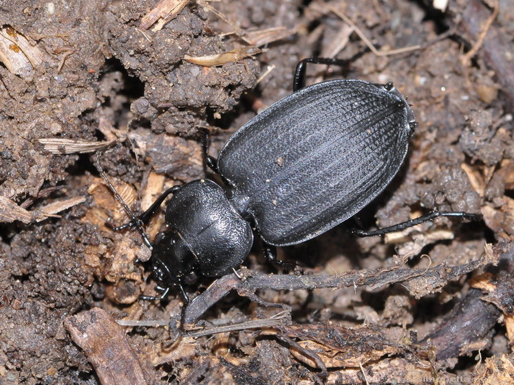 Altro insetto, carabidae - Licinus silphoides